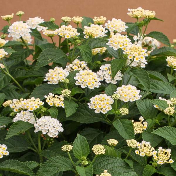 Lantana Cream