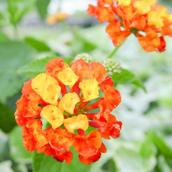 Lantana Dallas Red