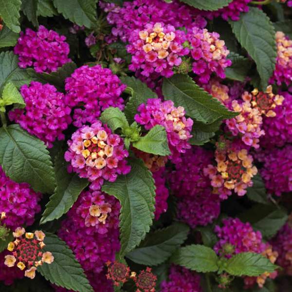 Lantana Dark Purple