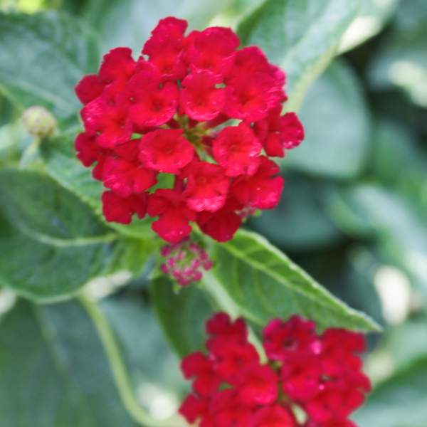 Lantana Dark Red