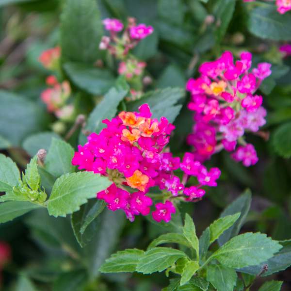 LANTANA DWARF RASPBERRY