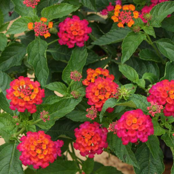 Lantana Elegance