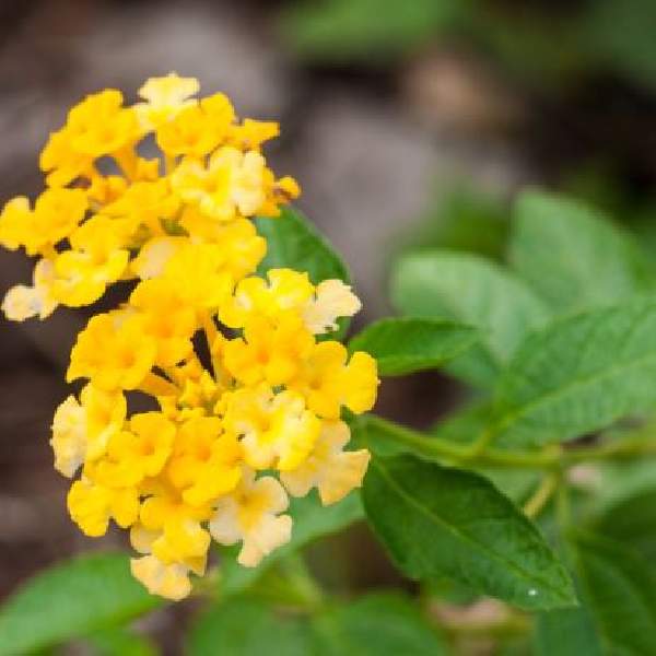 LANTANA ESPERANTA YELLOW