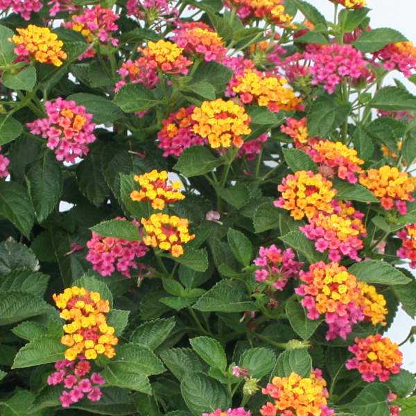 Lantana Fantasy