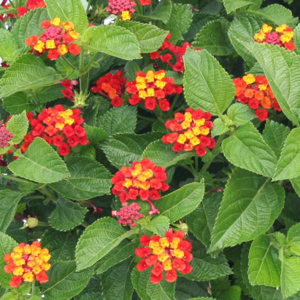 Lantana Fireworks