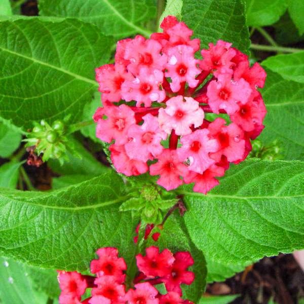 Lantana Florida Fuchsia