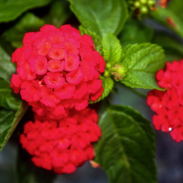 Lantana Florida Red