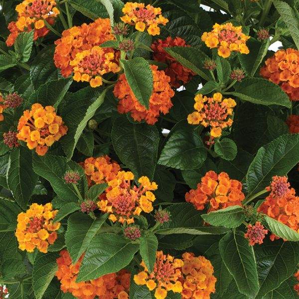 lantana-gem-citrine-lantana-1659638950.jpg