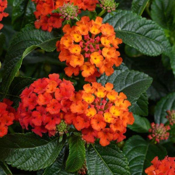 LANTANA GEM COMPACT ORANGE FIRE