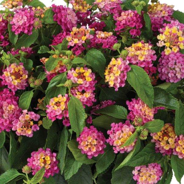LANTANA GEM COMPACT PINK OPAL