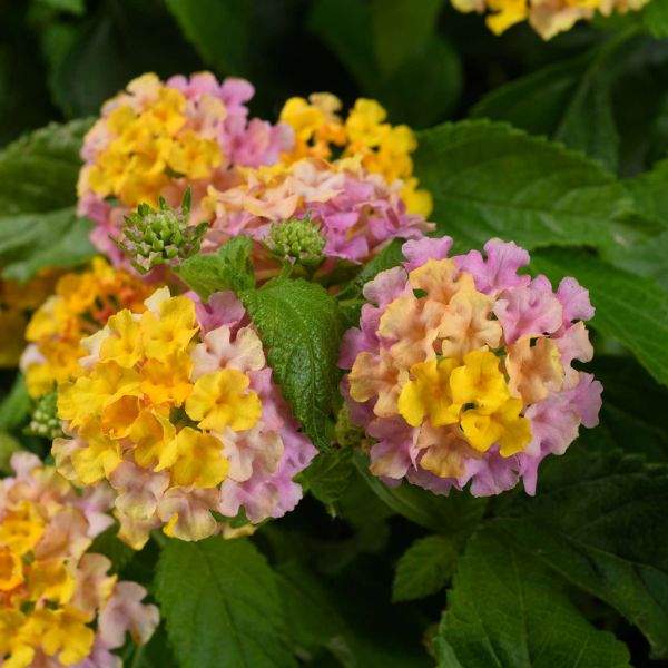 LANTANA GEM COMPACT ROSE QUARTZ