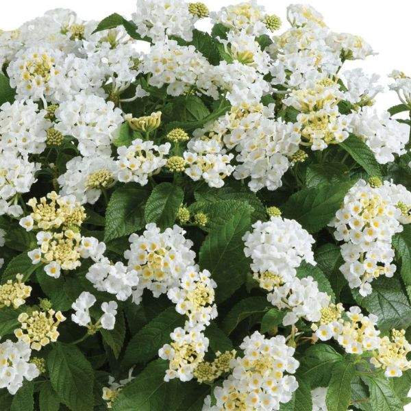 Image Of Lantana Gem Compact White Sapphire