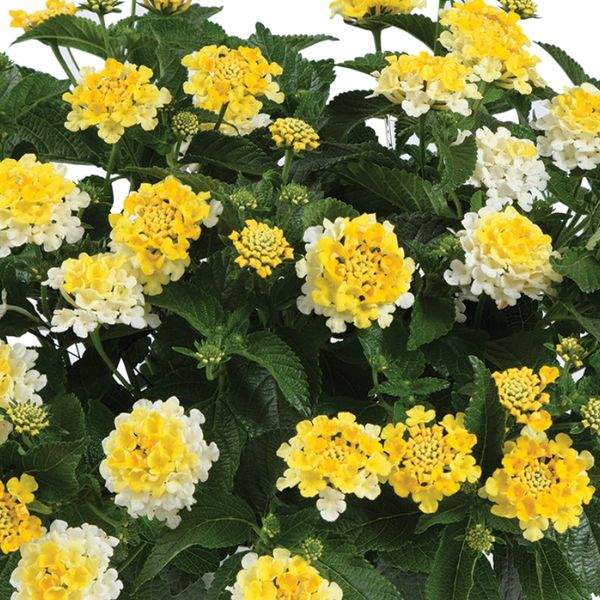 lantana-gem-compact-yellow-topaz-lantana-1659639055.jpg