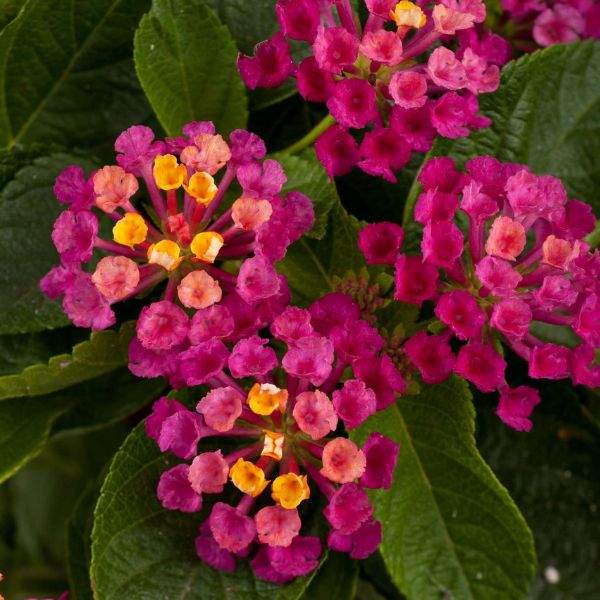 lantana-gem-diva-pink-lantana-1659638972.jpg
