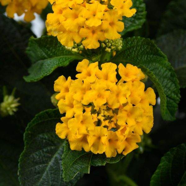 LANTANA GEM GOLD
