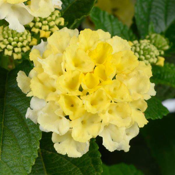 lantana-gem-lemon-quartz-lantana-1689863740.jpg