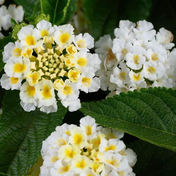 Lantana GEM Pearl