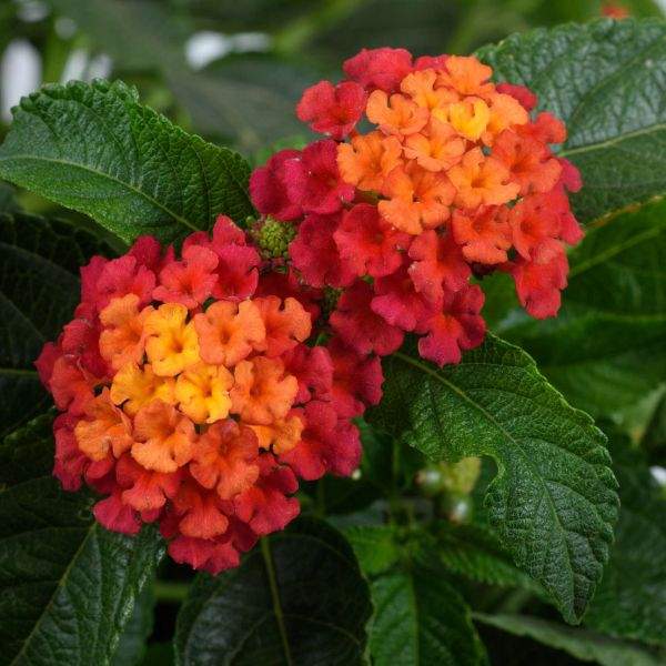 lantana-gem-ruby-lantana-1659638992.jpg