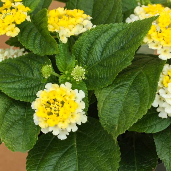 Lantana Golden Zinger