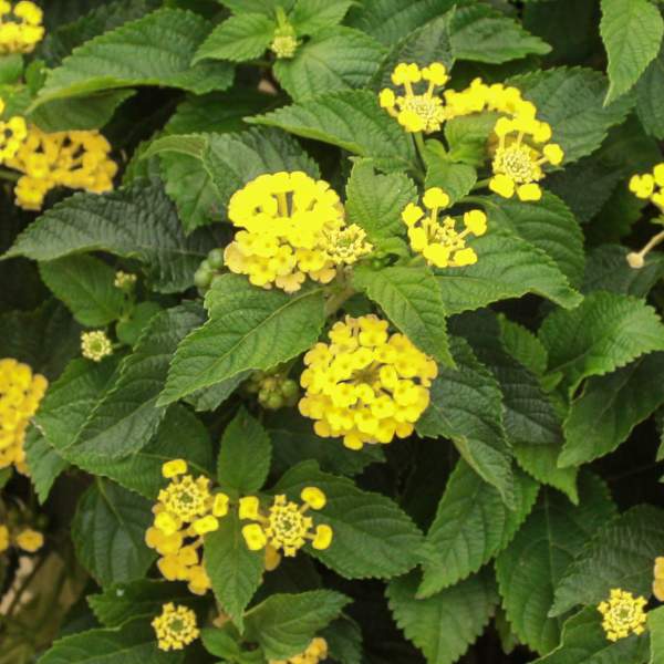 Lantana Goldie