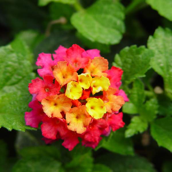 Lantana Irene
