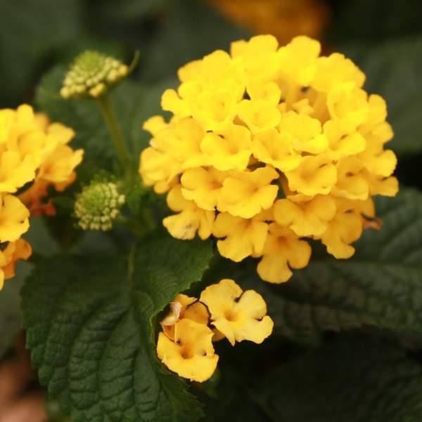 Lantana Knee High Gold