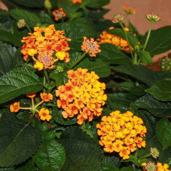 Lantana Knee High Orange