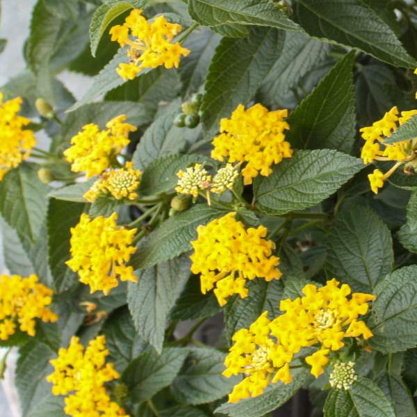 Lantana Knee High Yellow