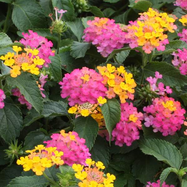 Lantana Lil Miss