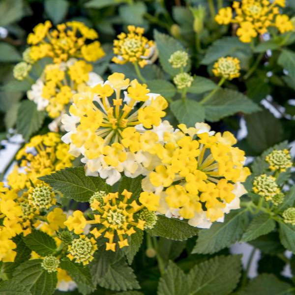 Lantana Magic Hour