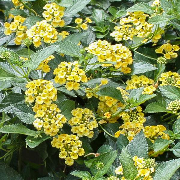 Lantana Megans Gold