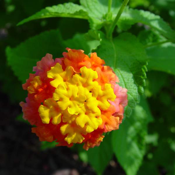 Lantana Miss Huff