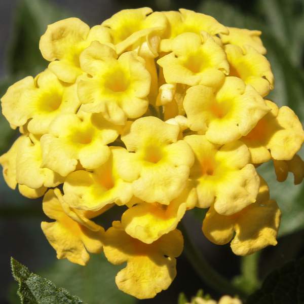 Lantana New Gold