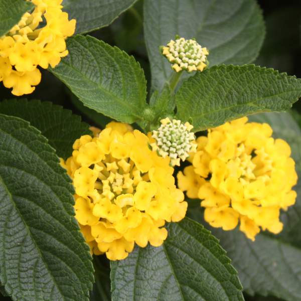 Lantana Nugget