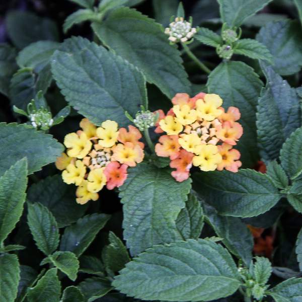 Lantana Orange Bicolor