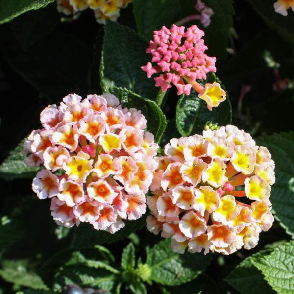 Lantana Peaches
