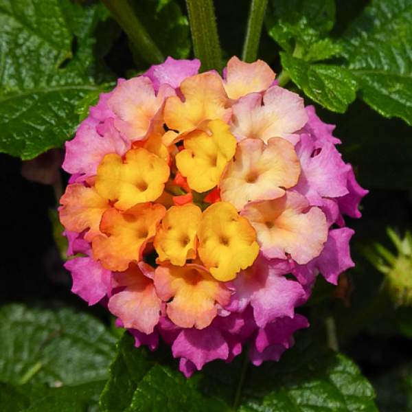 Lantana Pink Blush