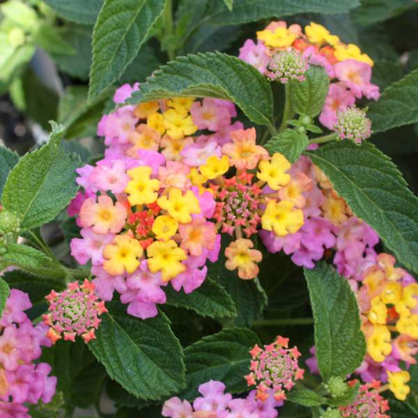 Lantana Pinky