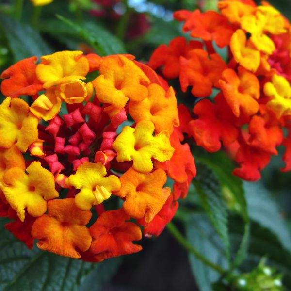 lantana-radiation-lantana-1659639076.jpg
