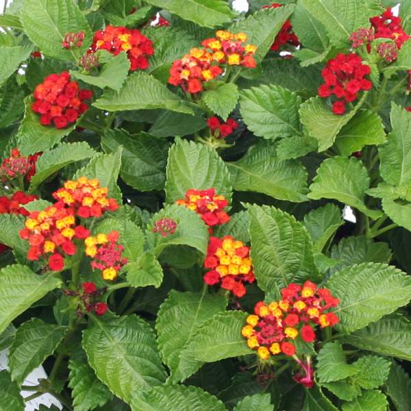 Lantana Red Compacta