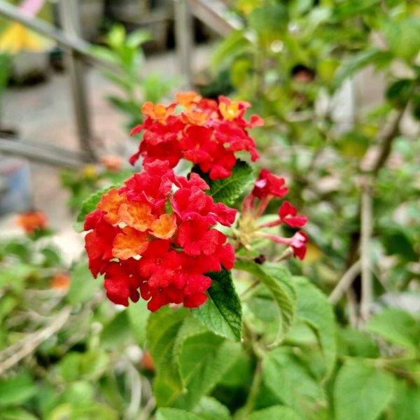 lantana-red-spread-lantana-1659639086.jpg