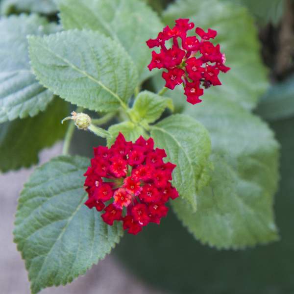 LANTANA SALSA