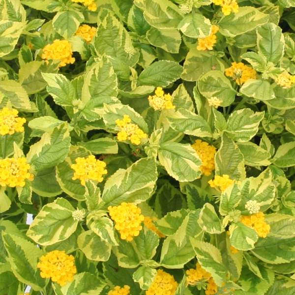 lantana-samantha.jpg