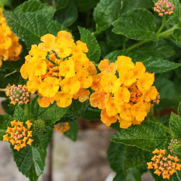 Lantana Spreading Gold