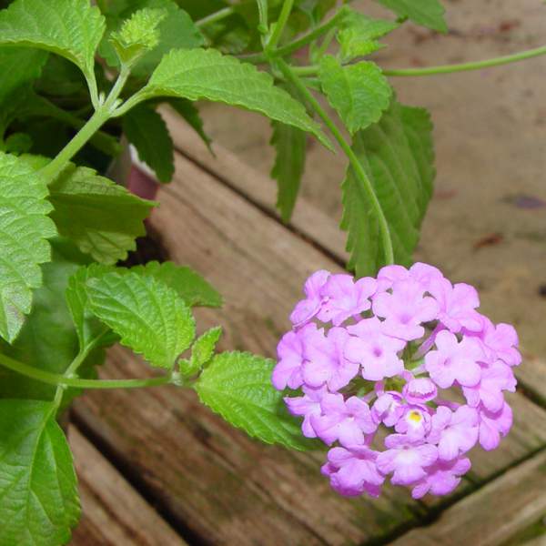 Lantana Trailing Lavender