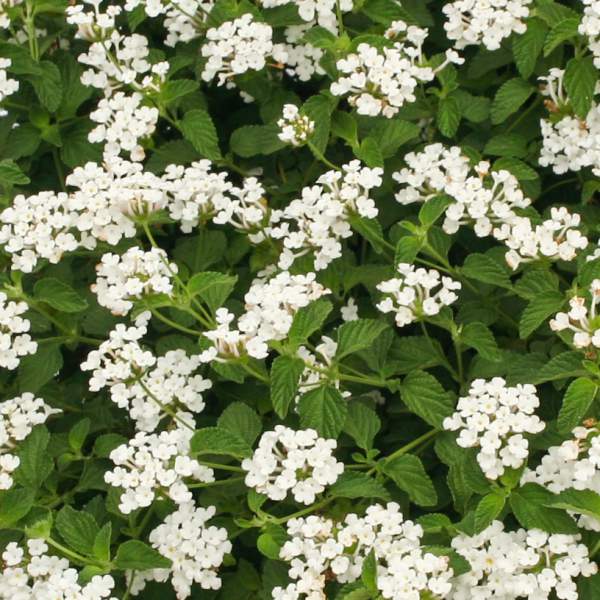 lantana-trailing-white.jpg