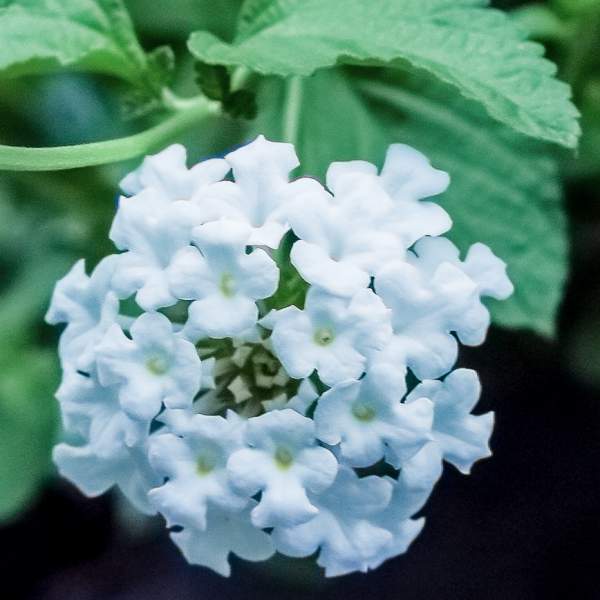 Lantana Upright White