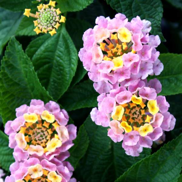 Lantana Wagon Wheel Pink
