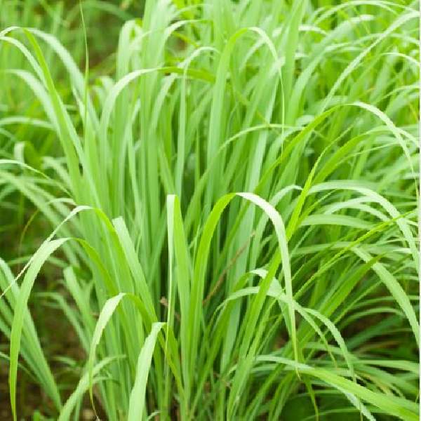 Lemon Grass