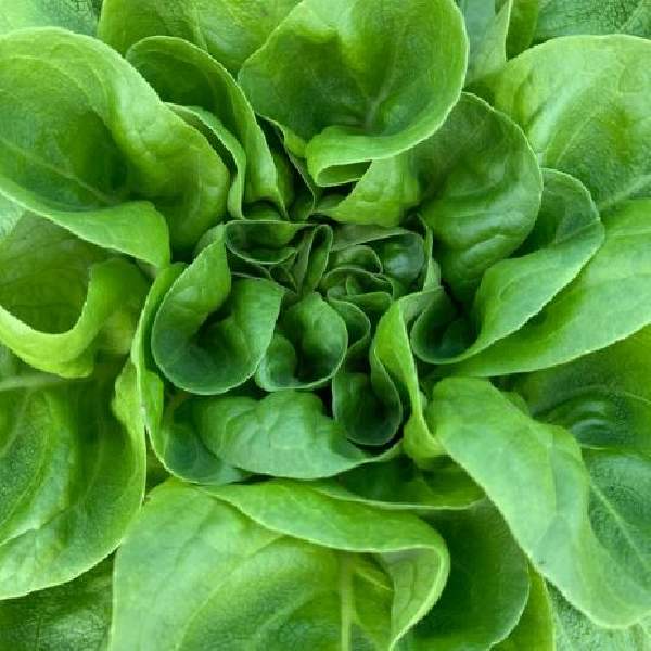 Lettuce